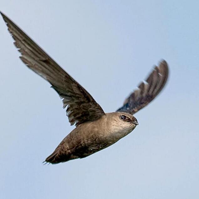 September 24th - Chimney Swift Watch - logo